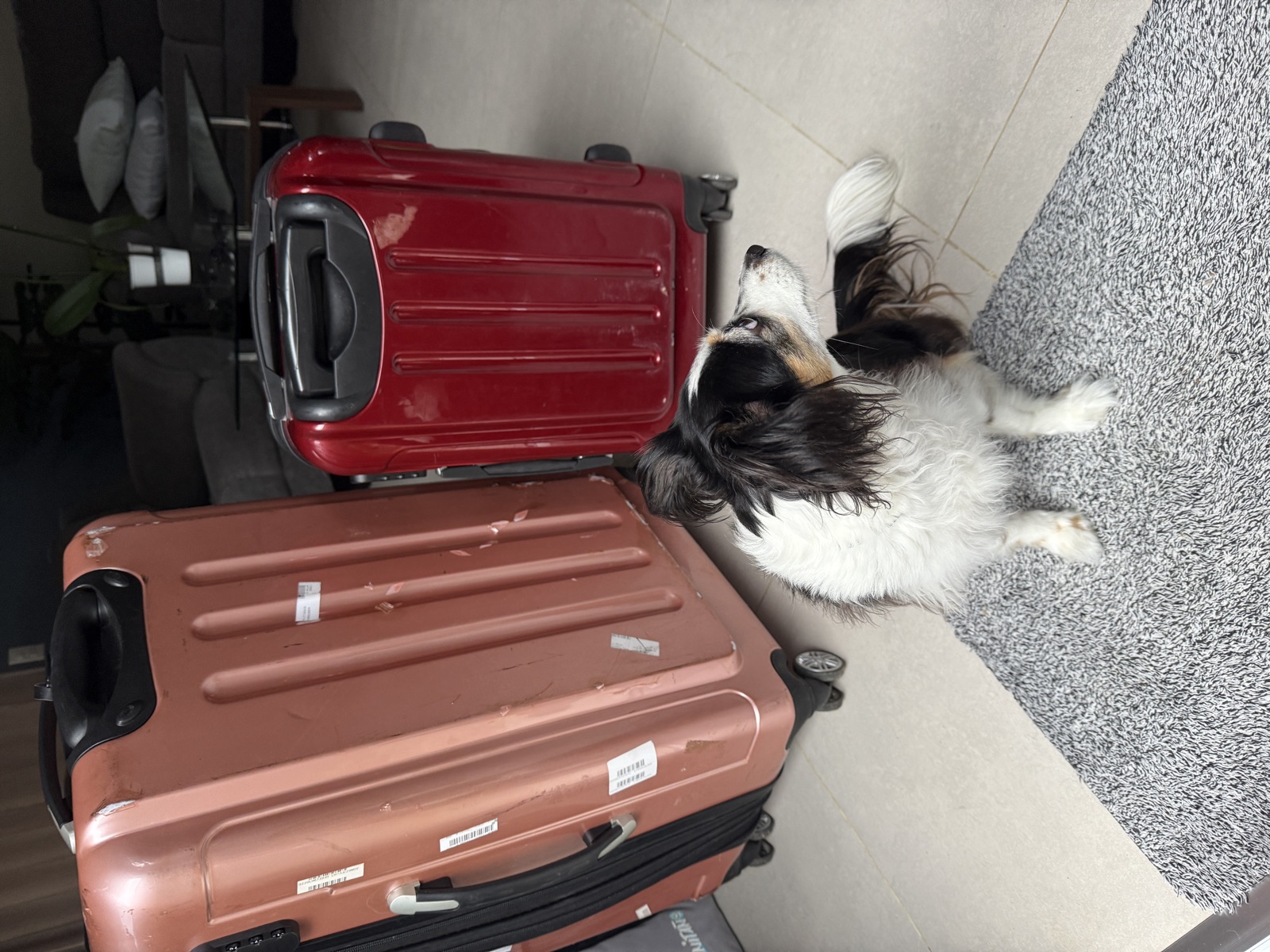 Meadow vor gepackten Reisekoffern